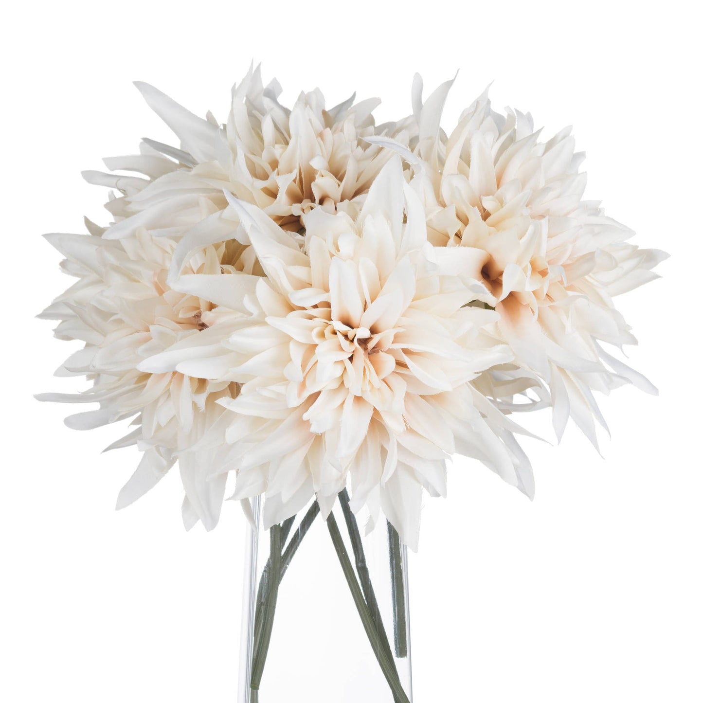 Cream Dahlia