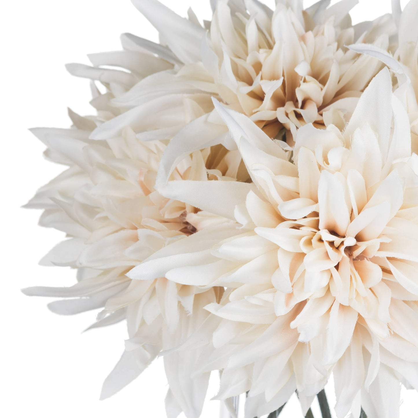 Cream Dahlia