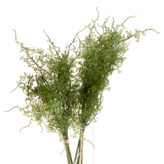 Asparagus Fern Bunch - - Hill Interiors -