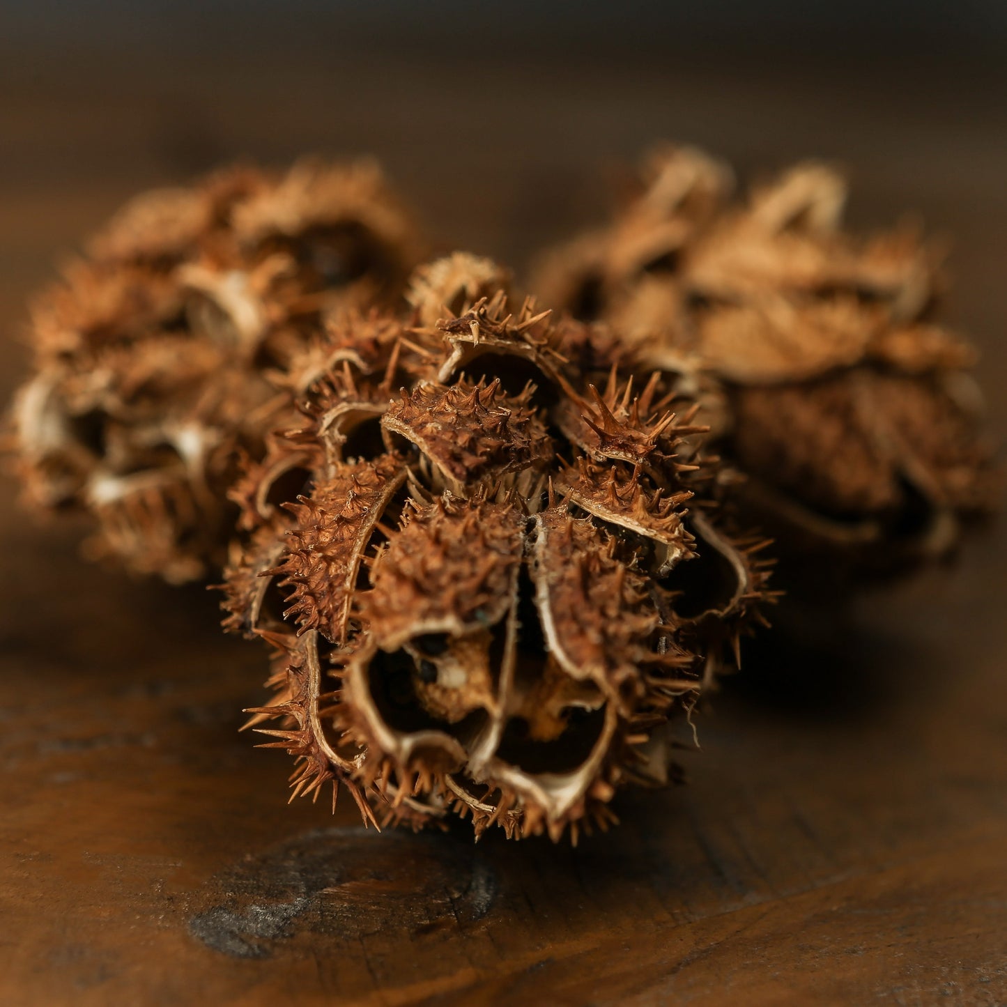 Bouquet Of Dried Protea -  - Hill Interiors -