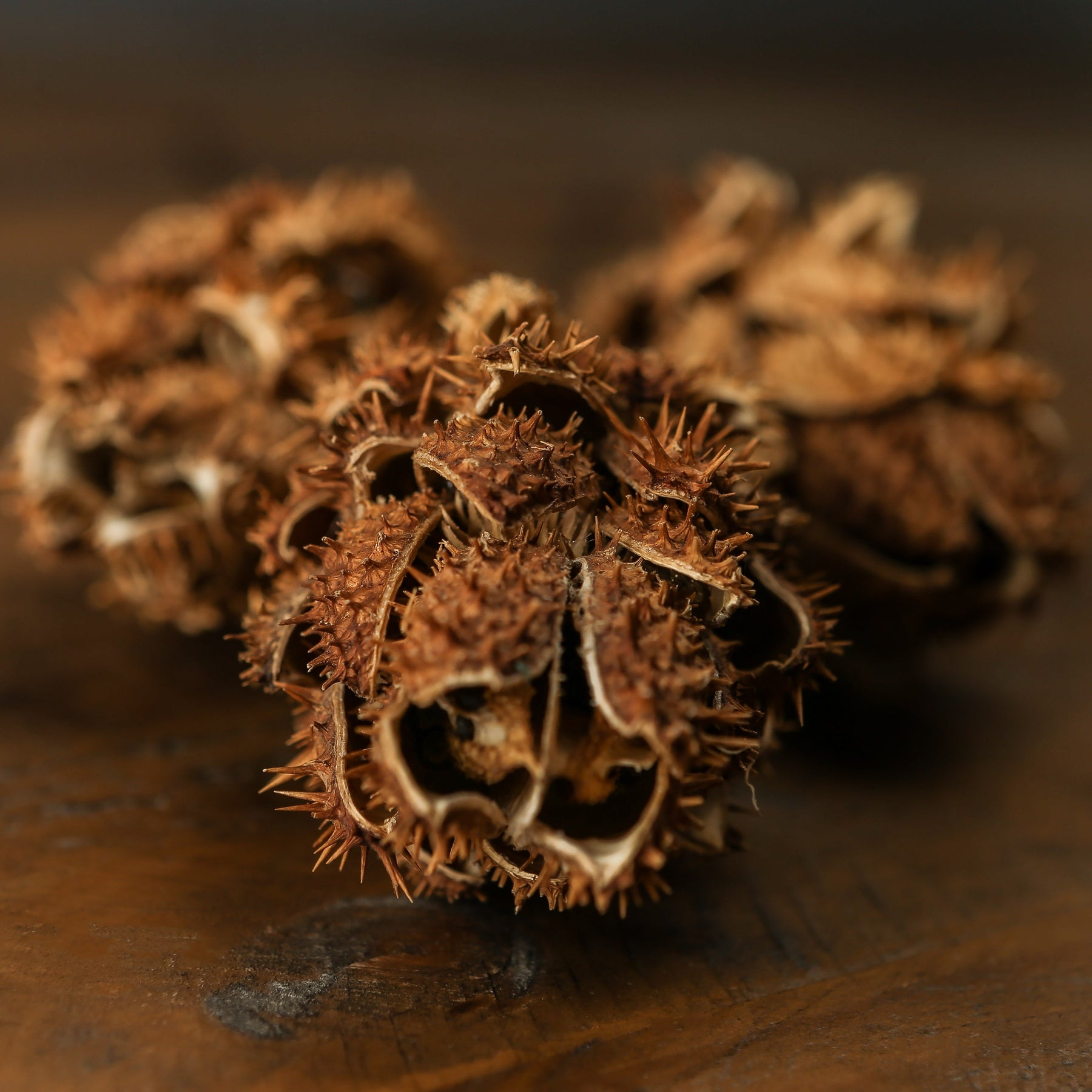 Bouquet Of Dried Protea -  - Hill Interiors -