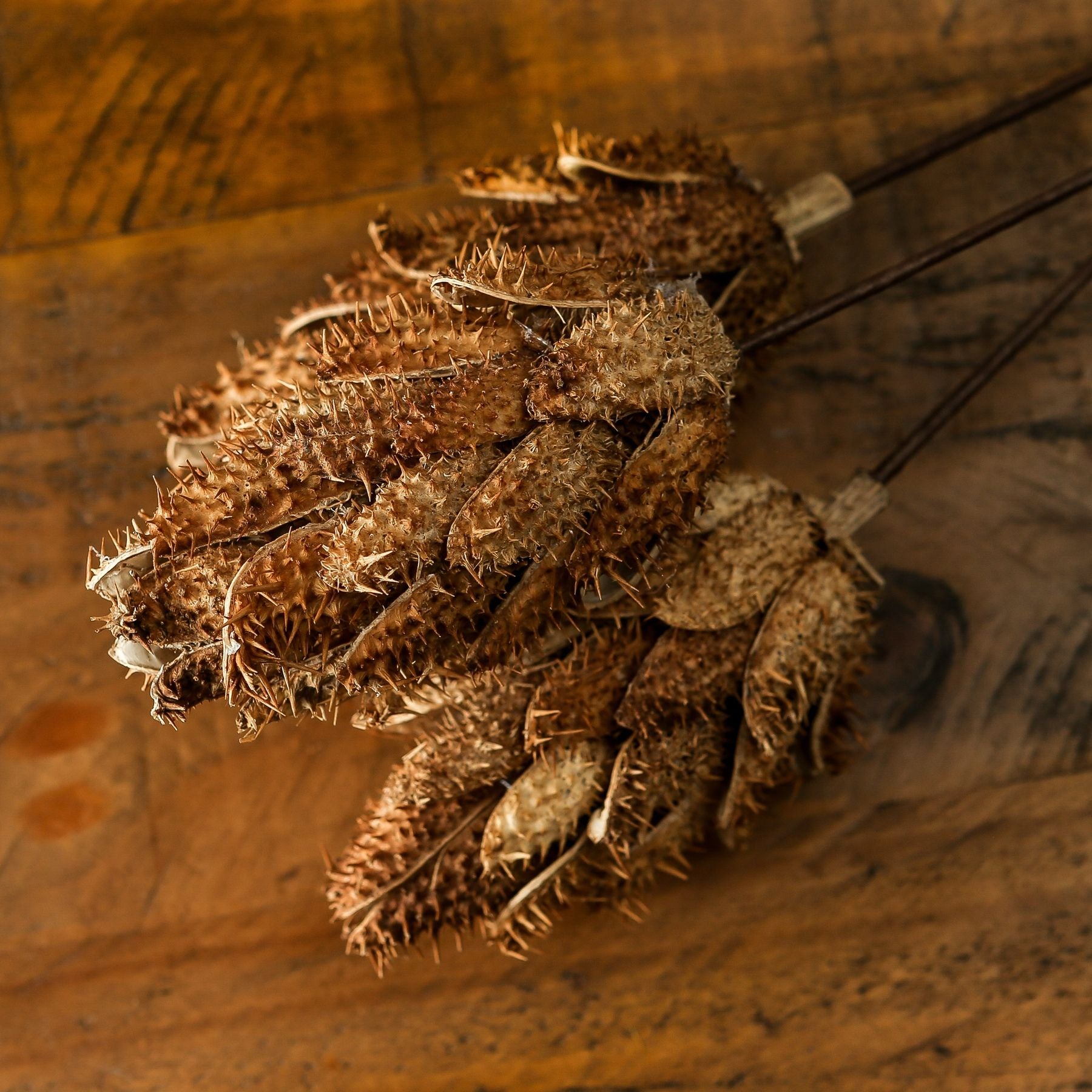 Bouquet Of Dried Protea -  - Hill Interiors -