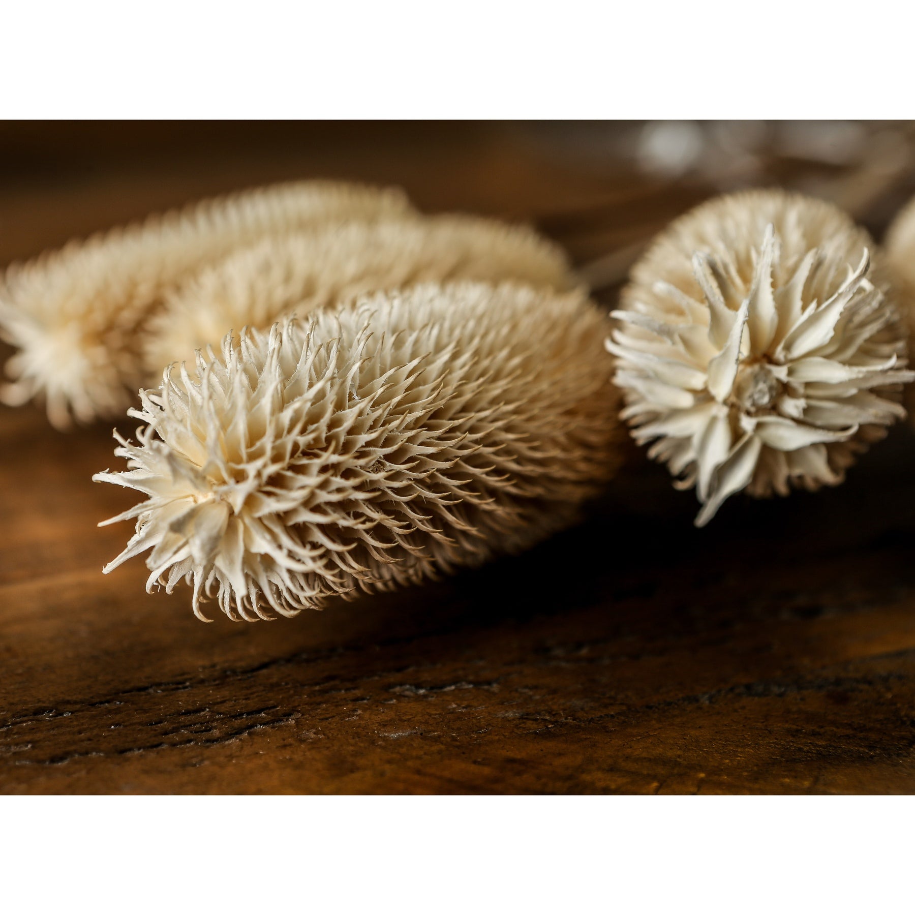 Bouquet Of Dried Tall Thistle -  - Hill Interiors -