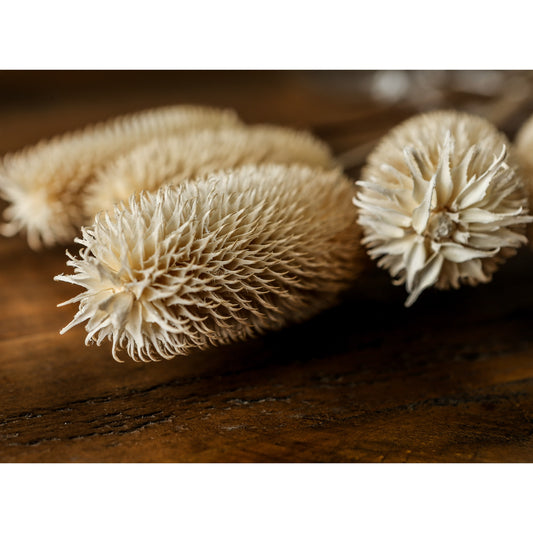 Bouquet Of Dried Tall Thistle -  - Hill Interiors -