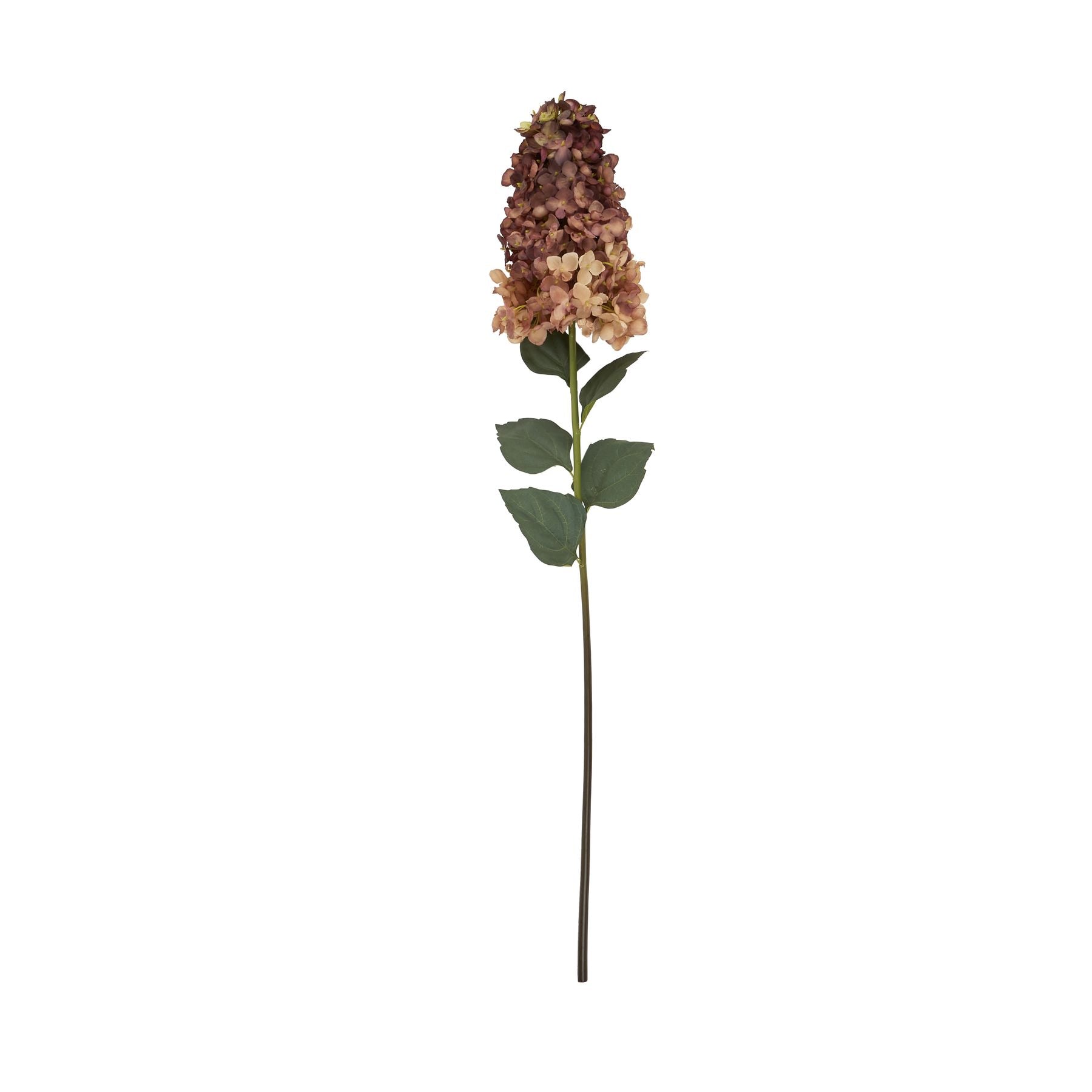 Burgundy Spear Hydrangea -  - Hill Interiors -