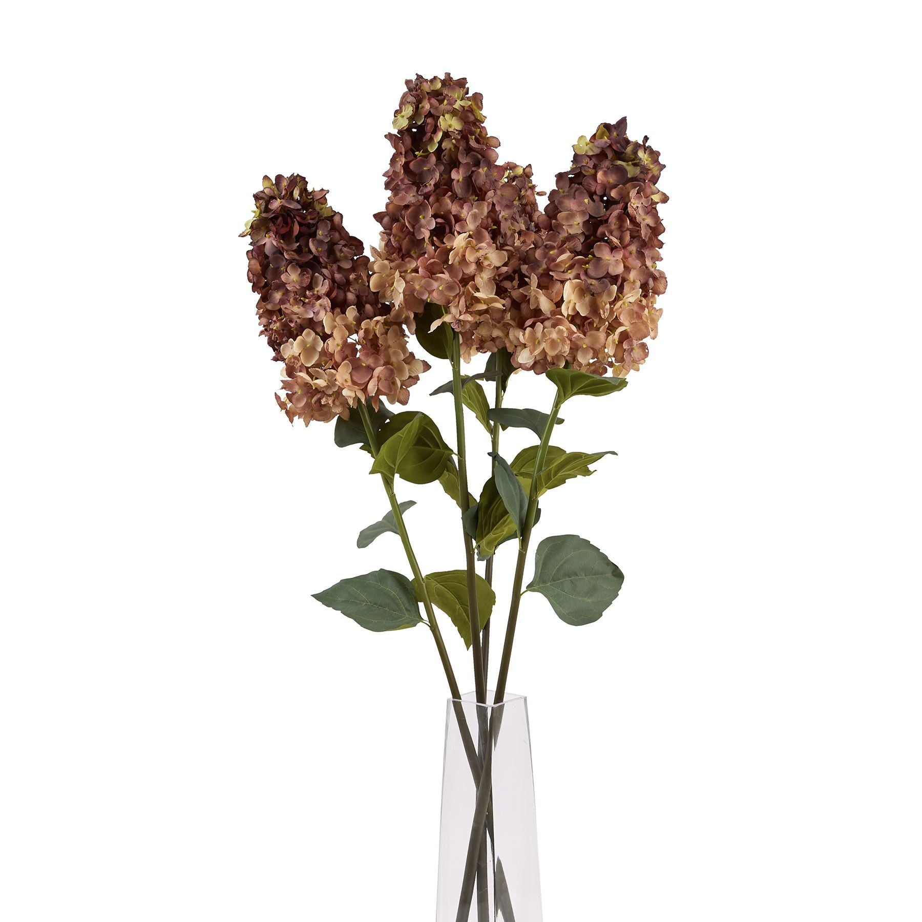 Burgundy Spear Hydrangea -  - Hill Interiors -