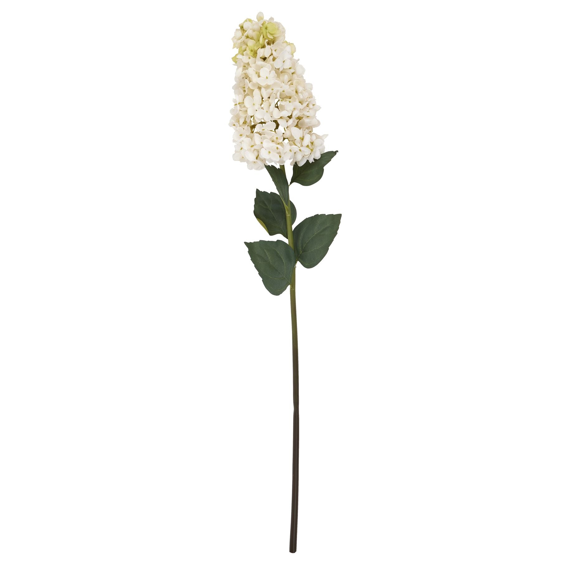 White  Spear Hydrangea -  - Hill Interiors -