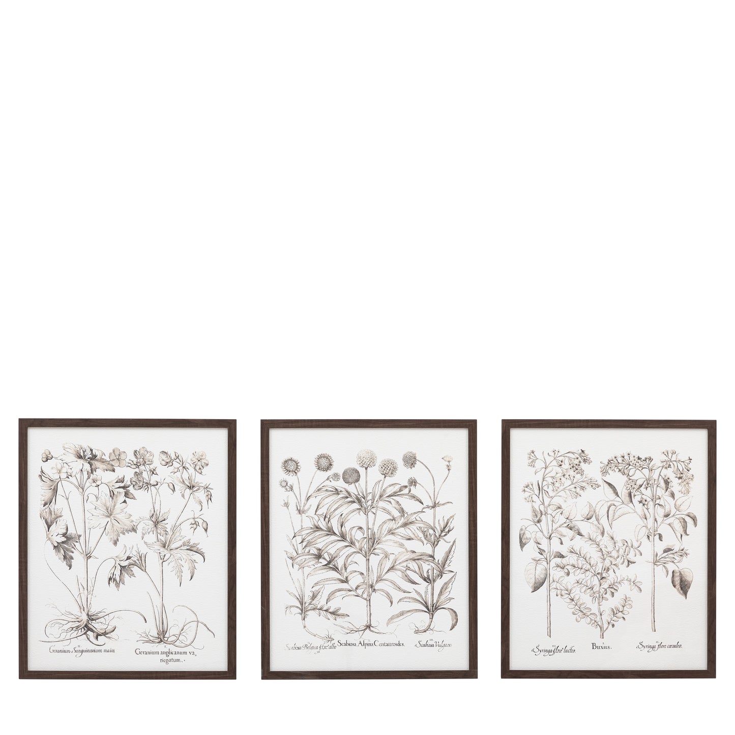 Foliage I Framed Art Set of 3