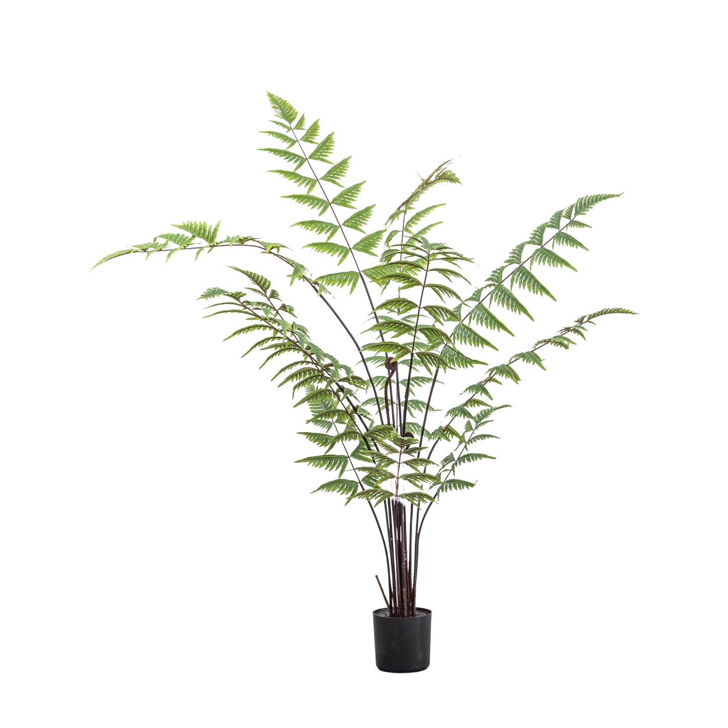 Butterfly Fern 1200mm High