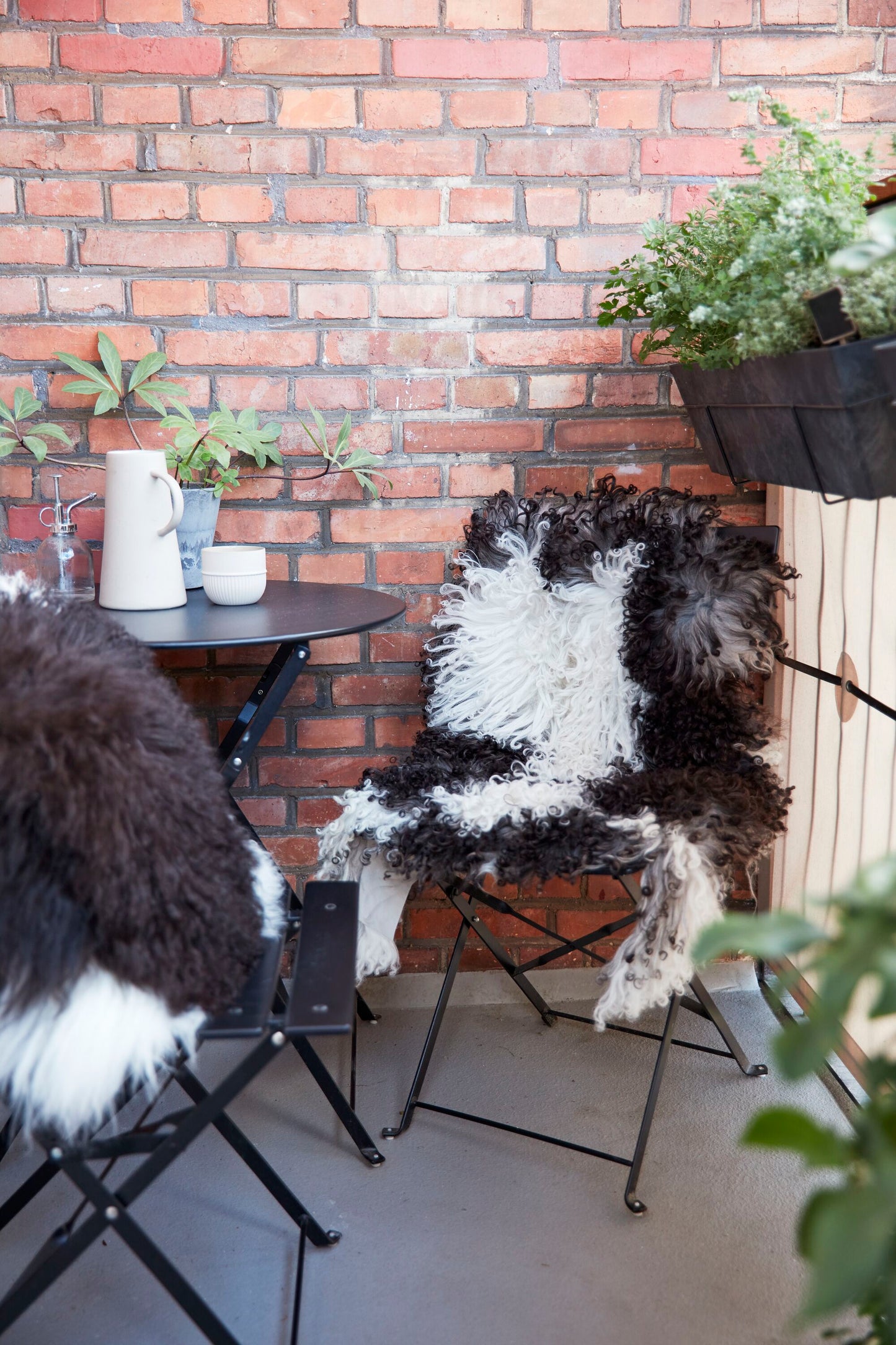 Austrian Curly Sheepskin Rug/Throw Mix