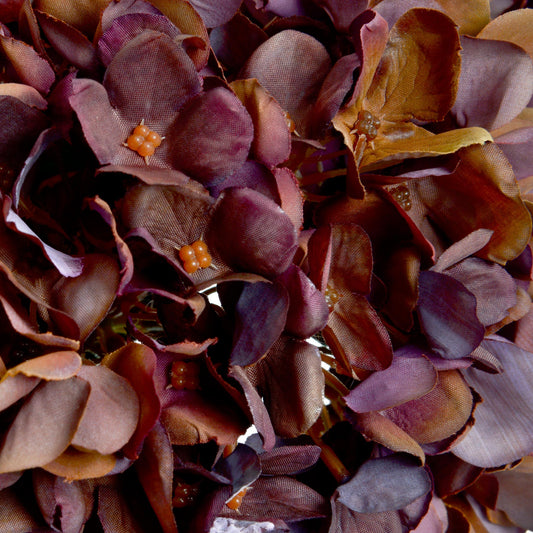Anastasia Coffee Hydrangea