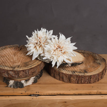 Cream Dahlia