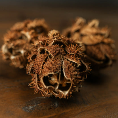Bouquet Of Dried Protea -  - Hill Interiors -
