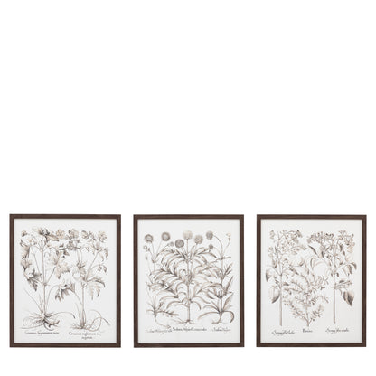 Foliage I Framed Art Set of 3