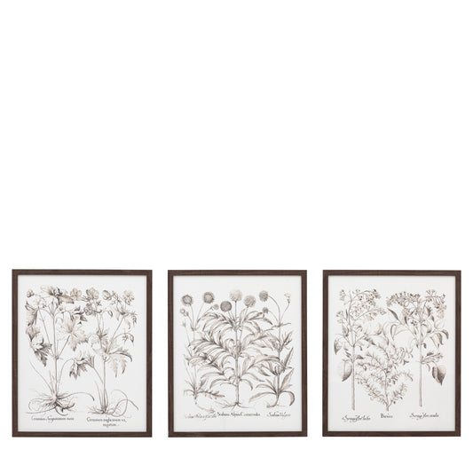 Foliage I Framed Art Set of 3