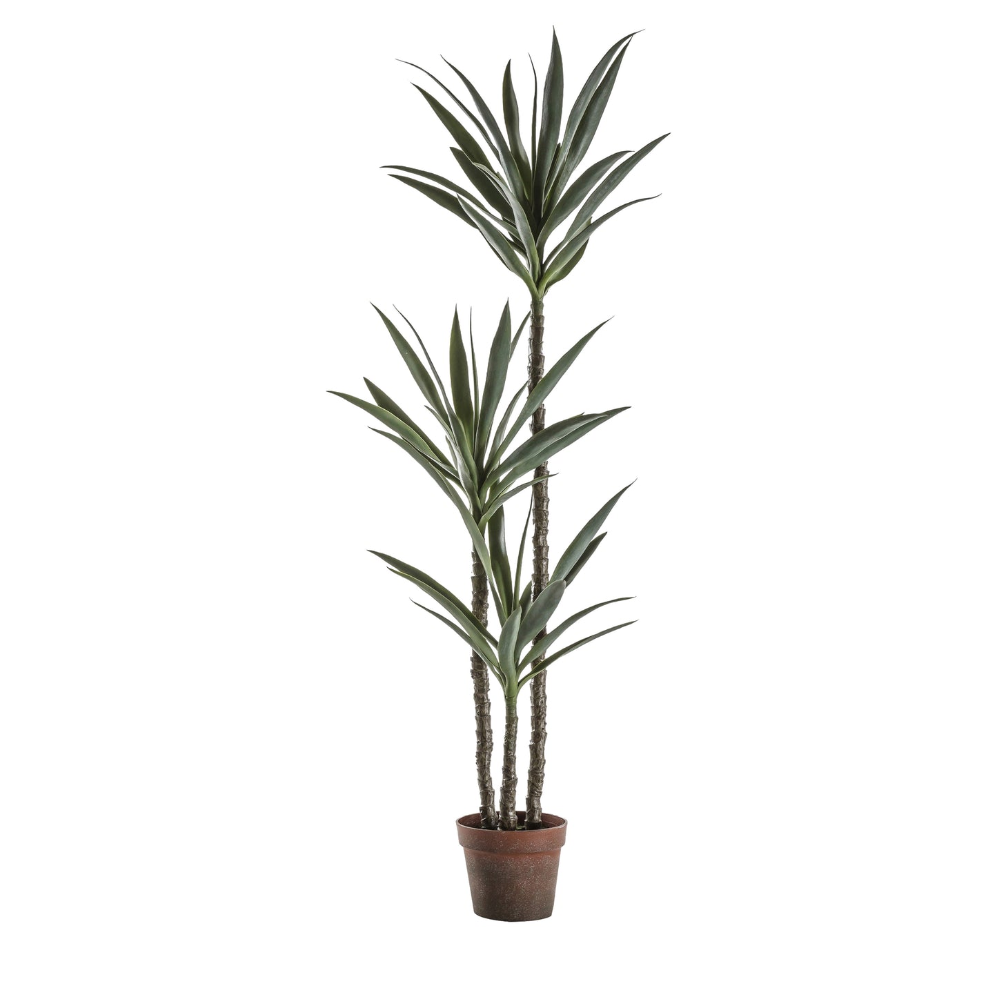 Medium Yucca Tree with 3 Heads