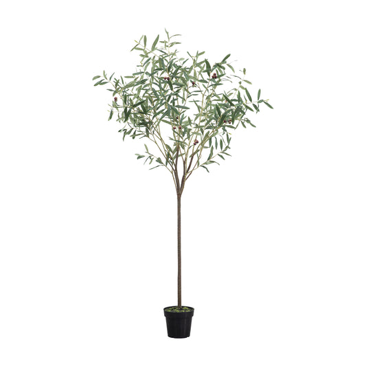 Medium Olive Tree