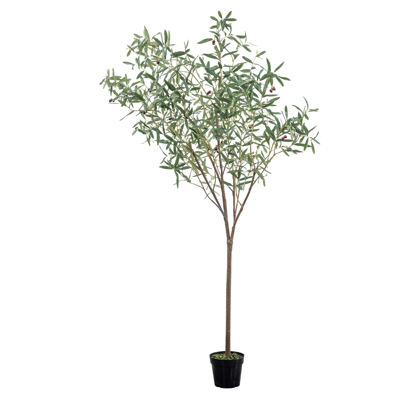 Large Olive Tree