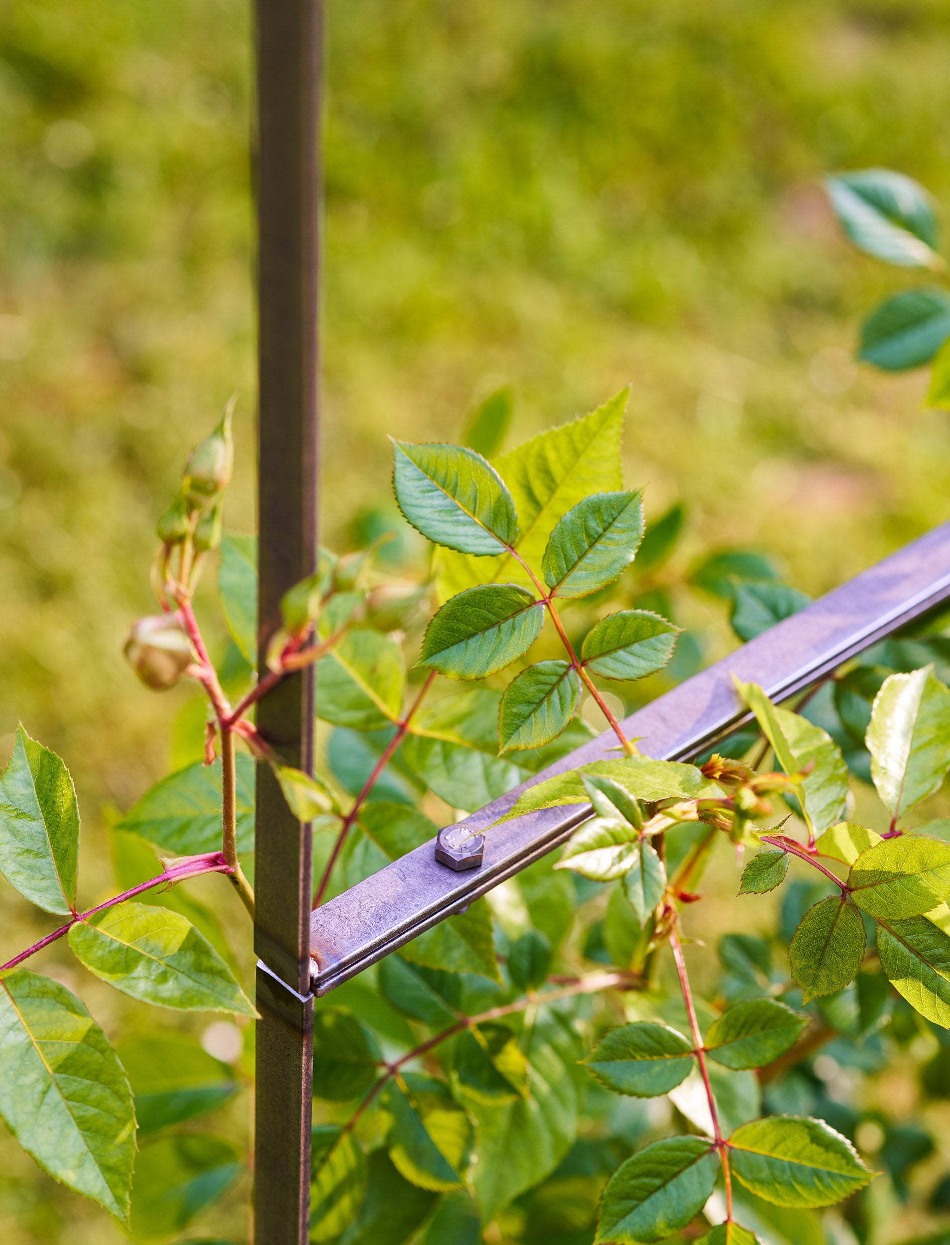 Farringdon Rose Arch Raw Metal - Plant Supports & Obelisks - Garden Trading -