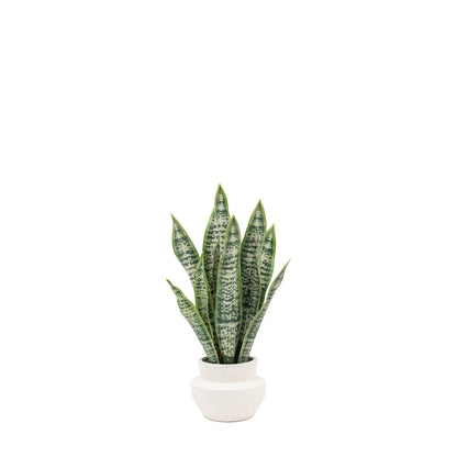 Potted Artificial Snake Plant