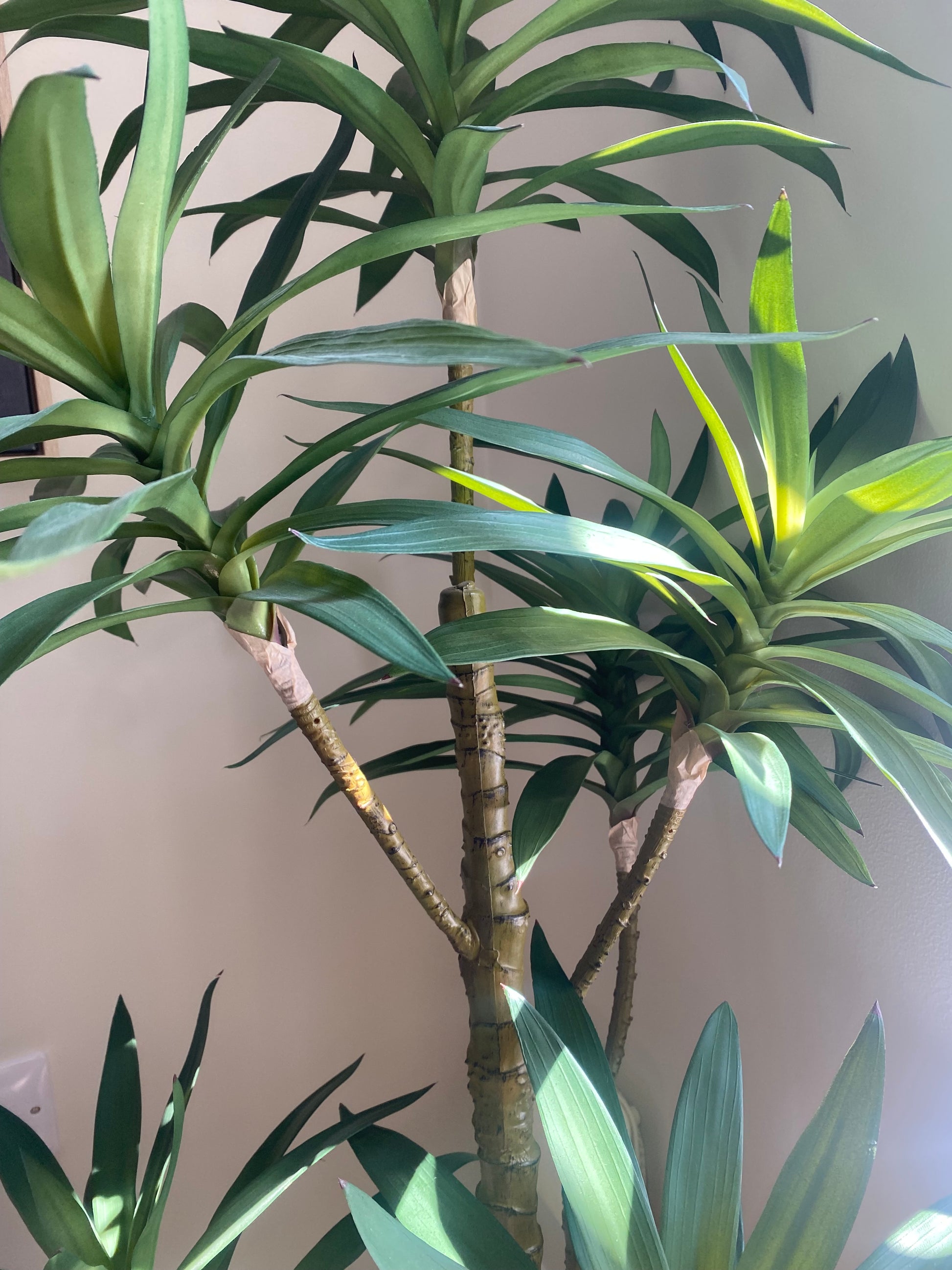 Large Yucca Tree with 6 Heads - FAUX - Gallery Direct -